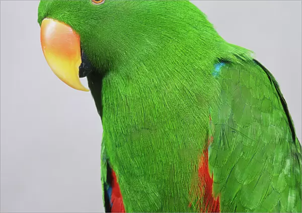 Head of male Eclectus Parrot (Eclectus roratus), side view
