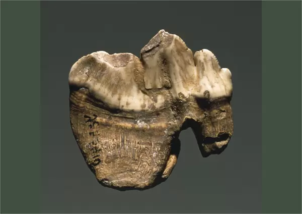 Fossil tooth of Saber-toothed cat (Machairodontinae), from Czech Republic