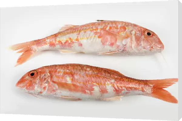Two whole red mullet fishes on white background, close-up