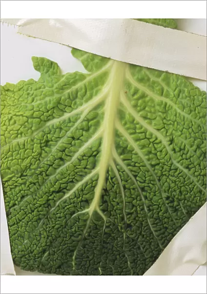 Cabbage leaf, close-up