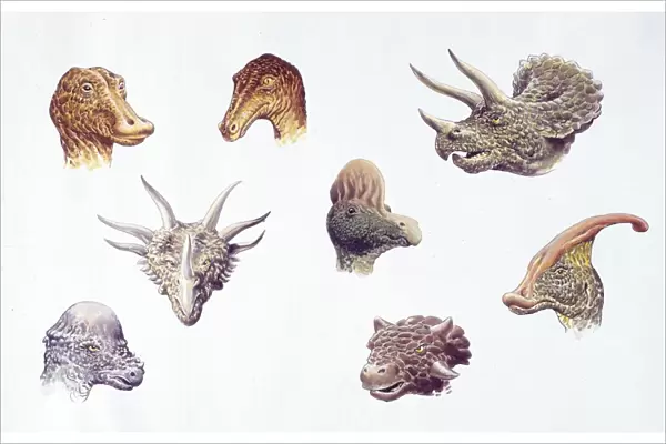 Illustration of Ouranosaurus, Troodon, Triceratops, Styracosaurus, Corythosaurus, Prenocephale, Euoplocephalus and Parasaurolophus heads