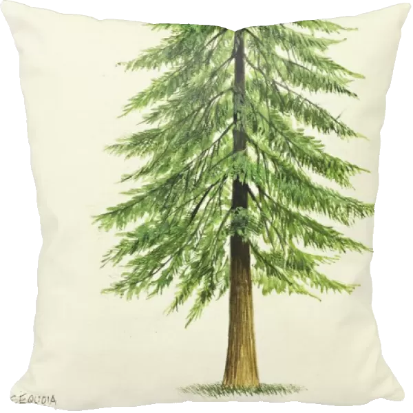 Taxodiaceae Coast Redwood Sequoia Sempervirens, illustration