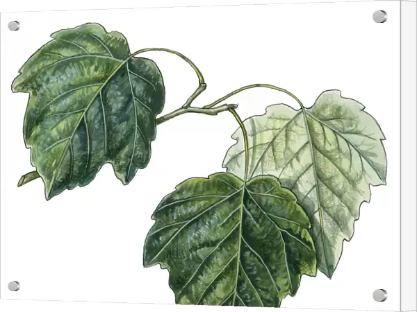 Salicaceae - Leaves of Grey Poplar Populus canescens, illustration