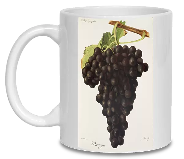 Danugue grape, illustration by J. Troncy