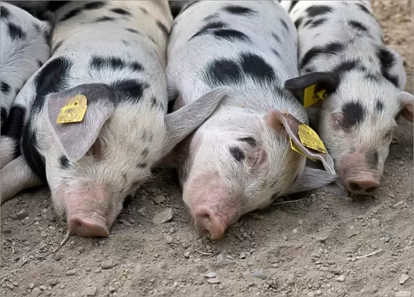 Pigs. Alpenzoo. innsbruck. Austria