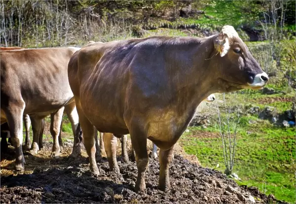 Cows. Vallemaggia. Canton Ticino. Switzerland