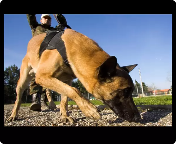 Europe. Italy. Tuscany. Grosseto. Military Veterinary Center. The Dog Mario Following a Track with His Tenant Cms Francesco Borghini