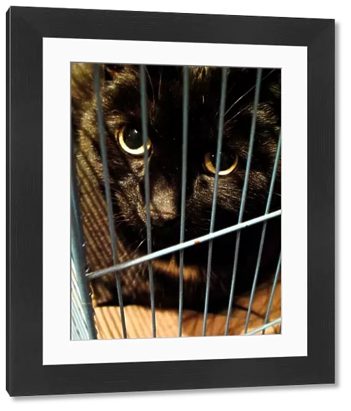 Black Cat in a Cage