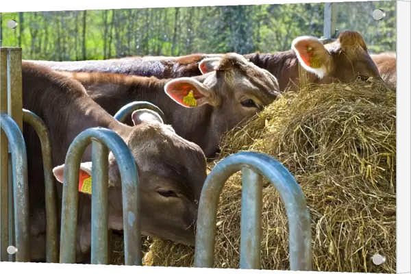 mucche, vallemaggia, canton ticino, svizzera
