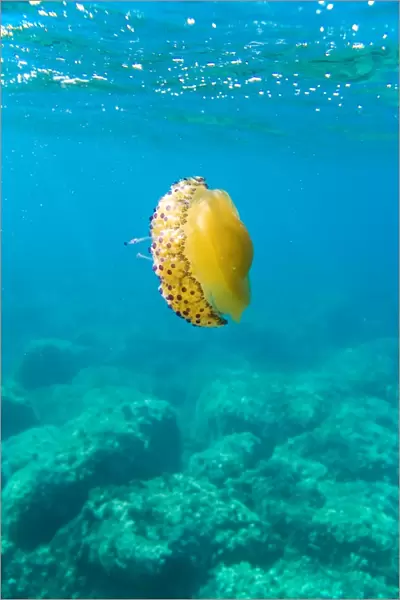 Mediterranean Sea. Jellyfish