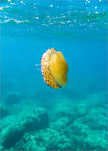 Mediterranean Sea. Jellyfish