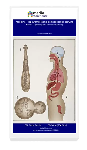 Medicine - Tapeworm (Taenia echinococcus), drawing