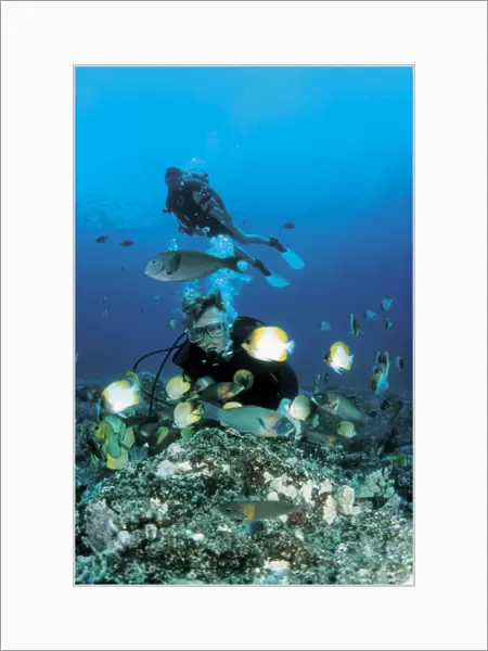 America. United States. Hawaii Islands. Scuba divers