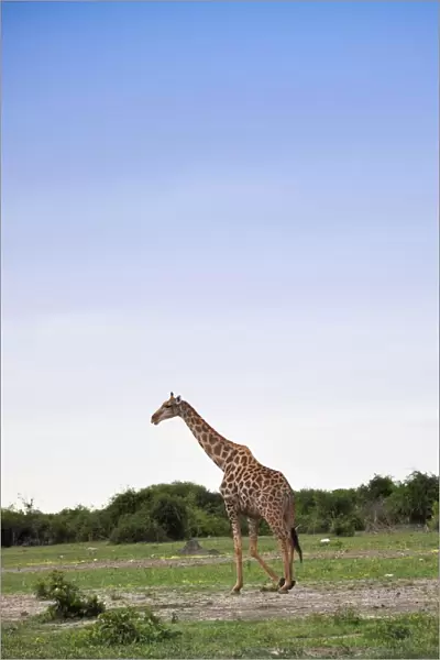 Giraffa. Chobe National Park. Botswana