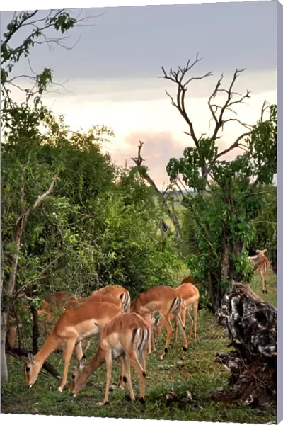 Impala. Chobe National Park. Botswana