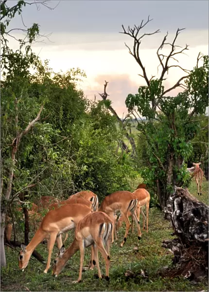 Impala. Chobe National Park. Botswana