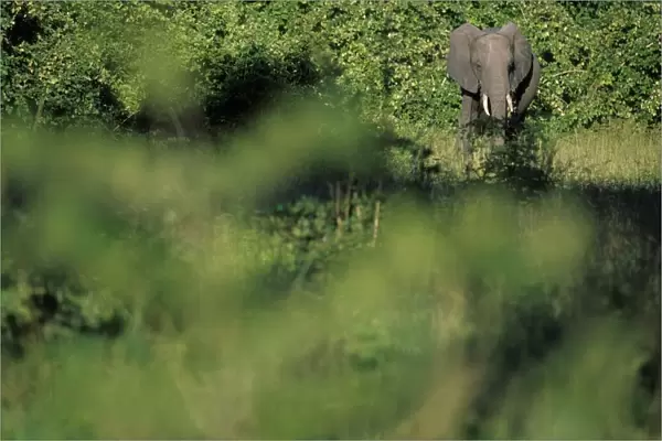 elefante, zambia