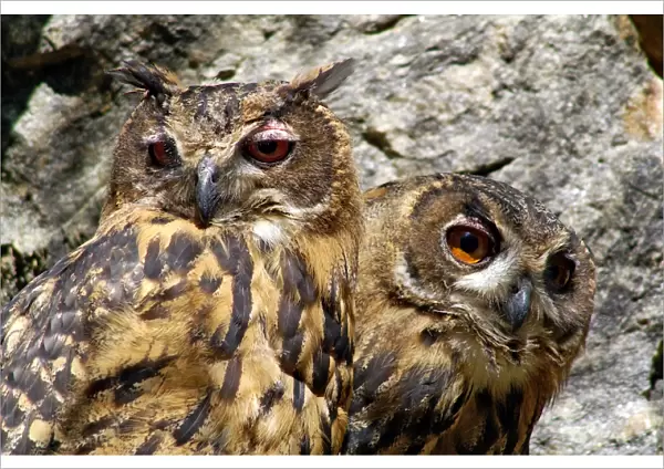 Eurasian Eagle Owl. Bubo Bubo. Europe. Germany. Bayerischer Wald National Park