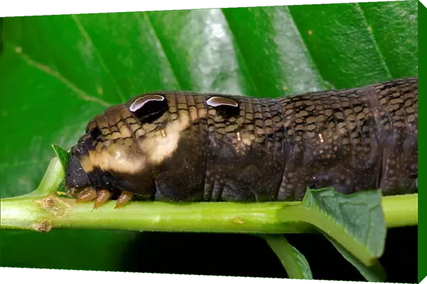 Caterpillar of the Elephant Hawk-moth. Deilephila Elpenor