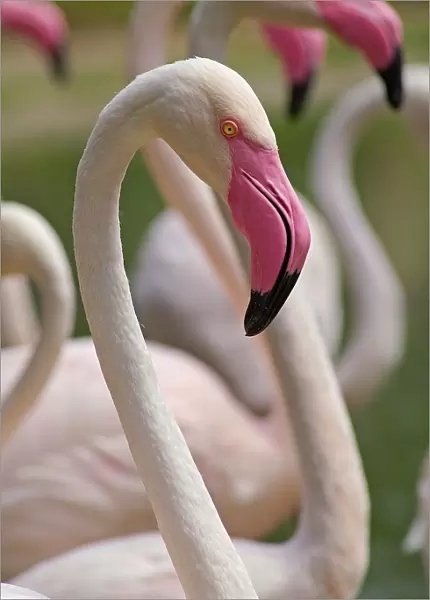 Flamingos. Phoenicopterus Ruber