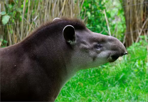 Brazilian Tapir. Tapirus Terrestris. Zoo of Prague