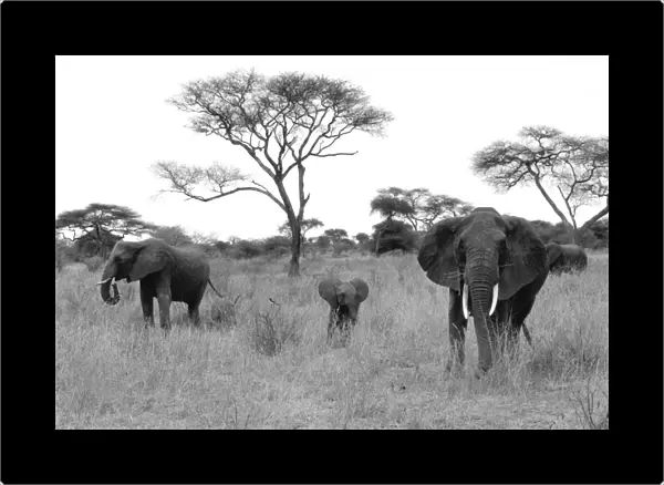 Elephants. Serengeti. Tanzania. Africa