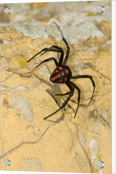 Malmignatte Spider Or Karakurt. Latrodectus Tredecimguttatus