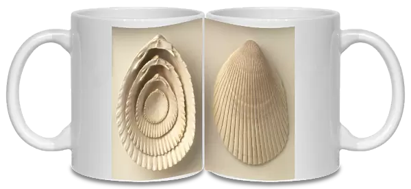 Acrosterigma dalli (Cockle) shells, Plio-Pleistocene era