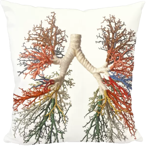 Model of branches of bronchial tree