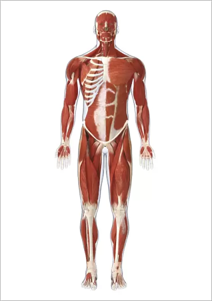 Muscles of the human body
