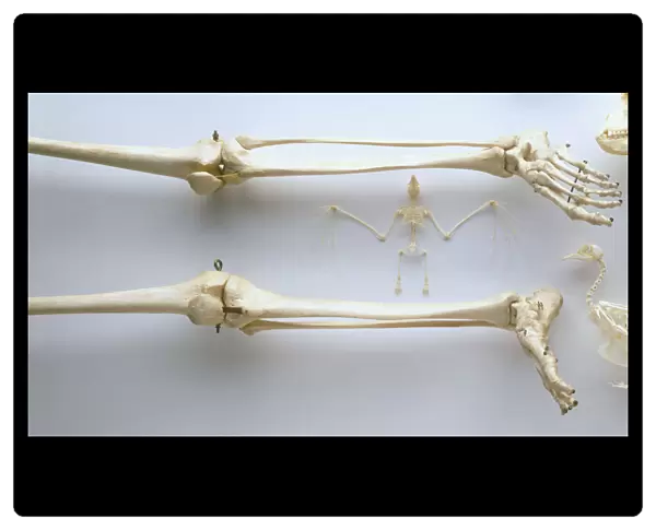 Legs and feet of human skeleton, thigh bones, knees, lower leg bones, ankles, feet and toes, front view