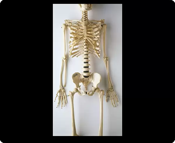 Lower half of human skeleton, jaw, spinal column, rib cage, pelvis, femurs, arms, hands and fingers, front view