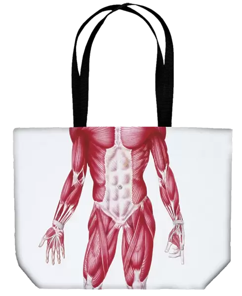 Illustration of human muscular system