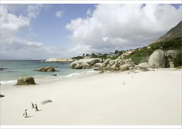 South Africa, Western Cape, Simons Town, African penguins on Boulders Beach