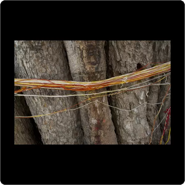 Strings around a holy tree in Varanasi