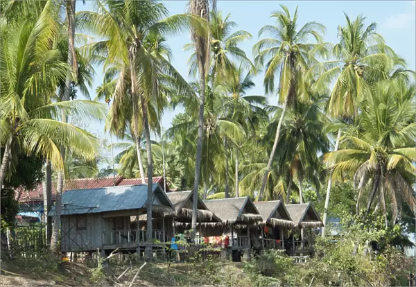 Laos, Si Phan Don (Four Thousand Islands), Don Det island, tourist huts amongst palm trees