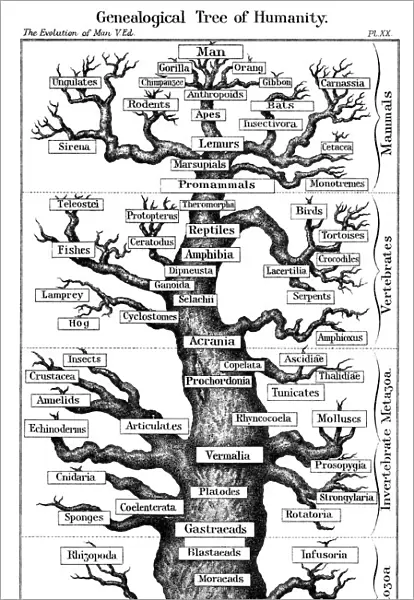 Scheme of evolution displayed in form of tree