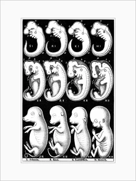 Comparison of embryos of Pig, Cow, Rabbit and Man