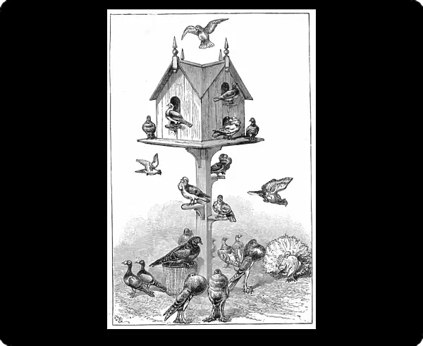 Pigeons used by Charles Darwin