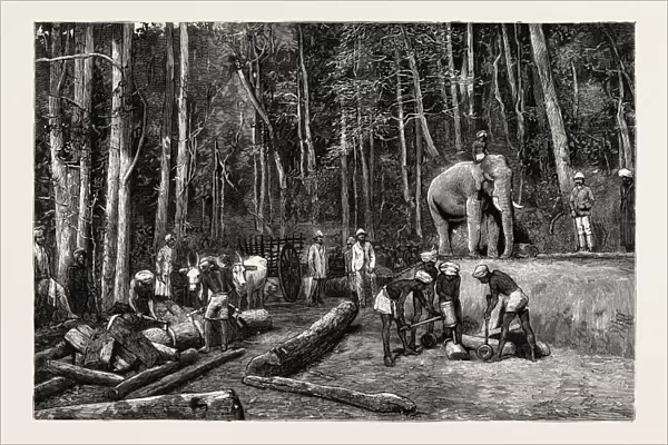 Natives Felling Timber In A Forest Perseverance Property
