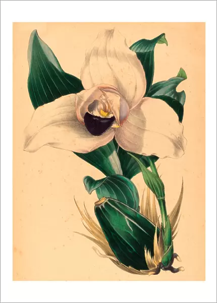 Samuel Holden, Lycaste Skinneri, British, Active 1845  /  1847, Colored Lithograph