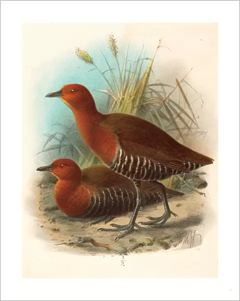 John Gerrard Keulemans (british, Active 19th Century ), Birds Of Philippines, Color Lithograph