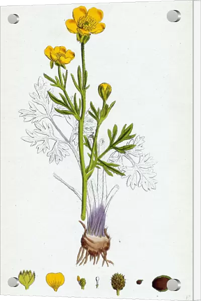 Ranunculus bulbosus, Bulbous Crowfoot