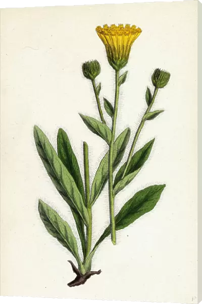 Hieracium villosum, Shaggy Hawkweed