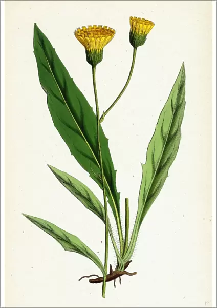 Hieracium argenteum, Silvery Hawkweed