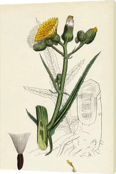 Sonchus palustris, Marsh Sow-thistle