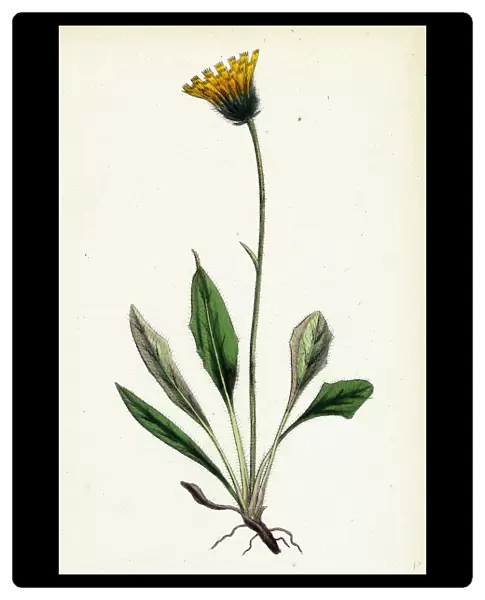 Hieracium melanocephalum, Alpine Hawkweed