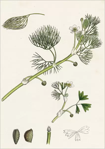 Ranunculus Drouetii, Drouets Water-crowfoot