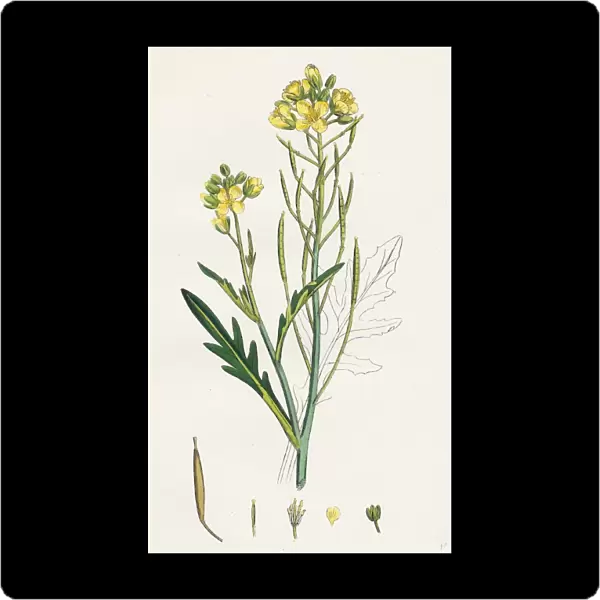 Brassica tenuifolia, Wall Rocket