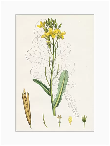 Brassica oleracea, Sea Cabbage